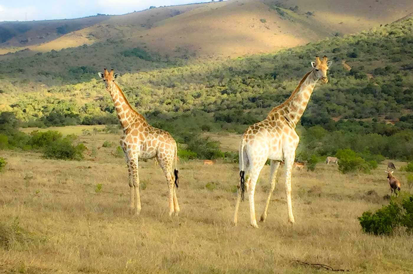 suedafrika-giraffe