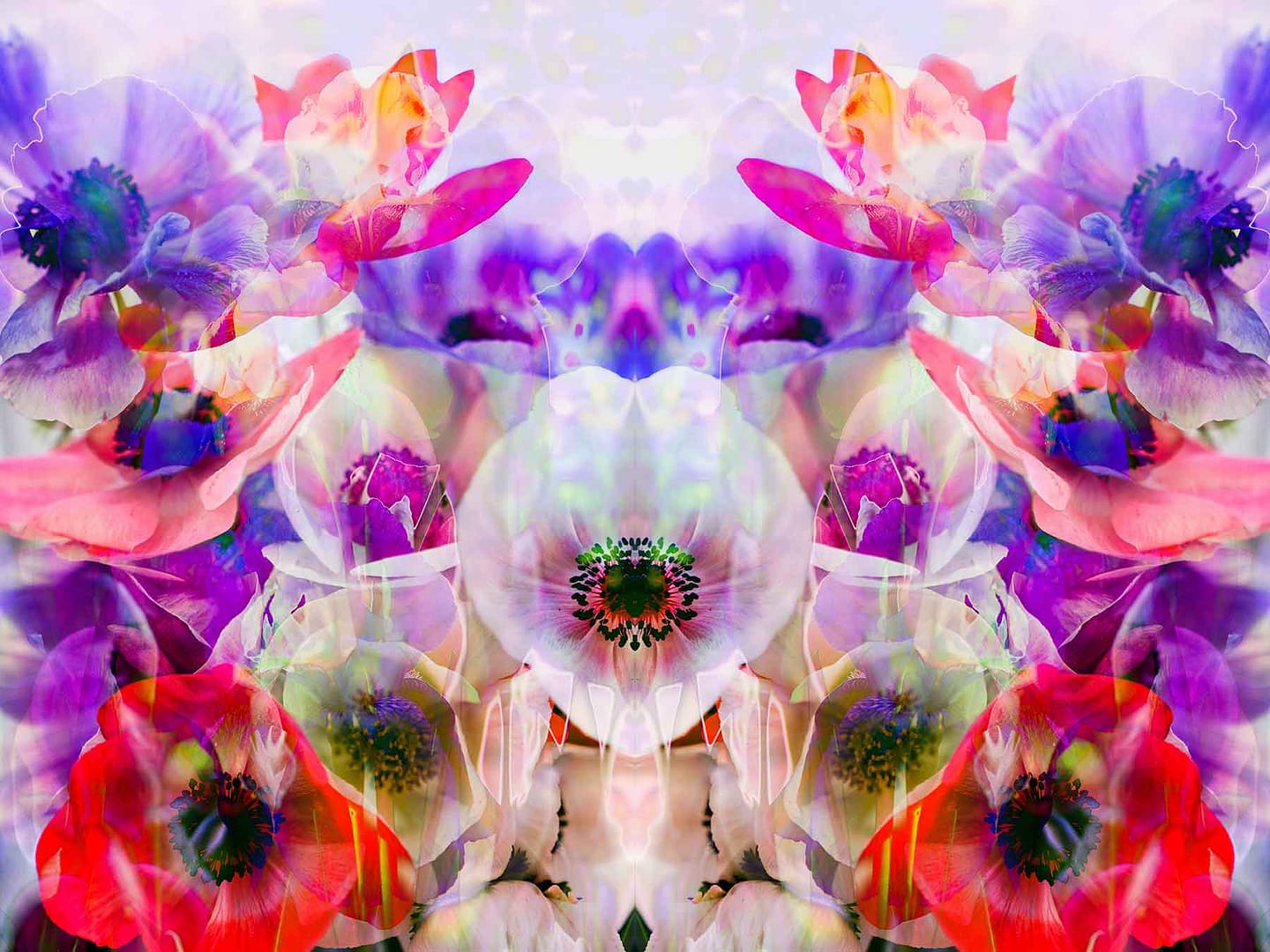 holy-blossomslightpainting