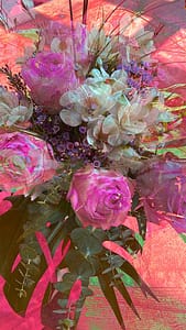 2-rosen-pink-4