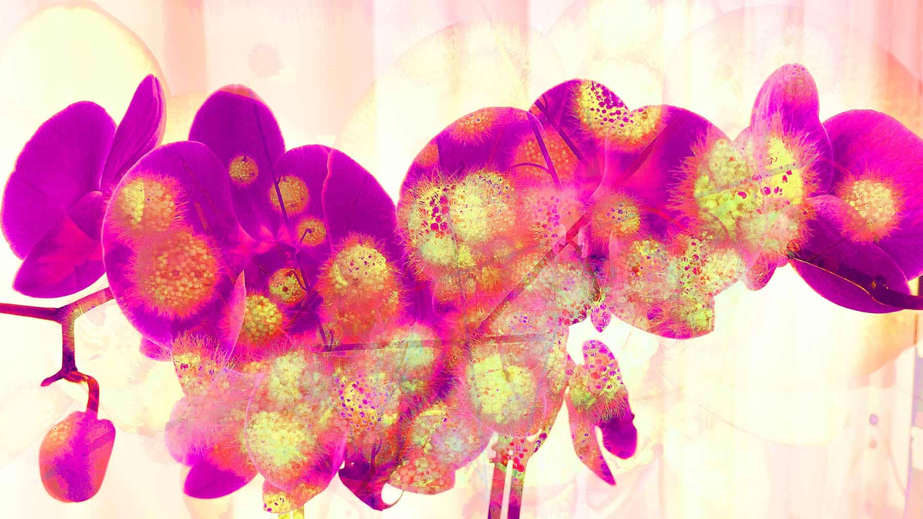 orchideen-schneeball-pink-gold-landscape