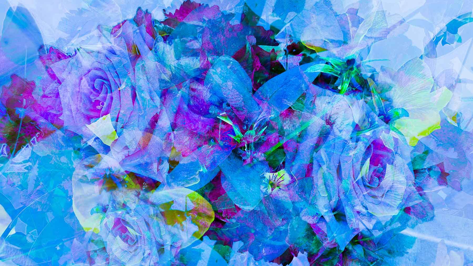 blue-rose-blossoms