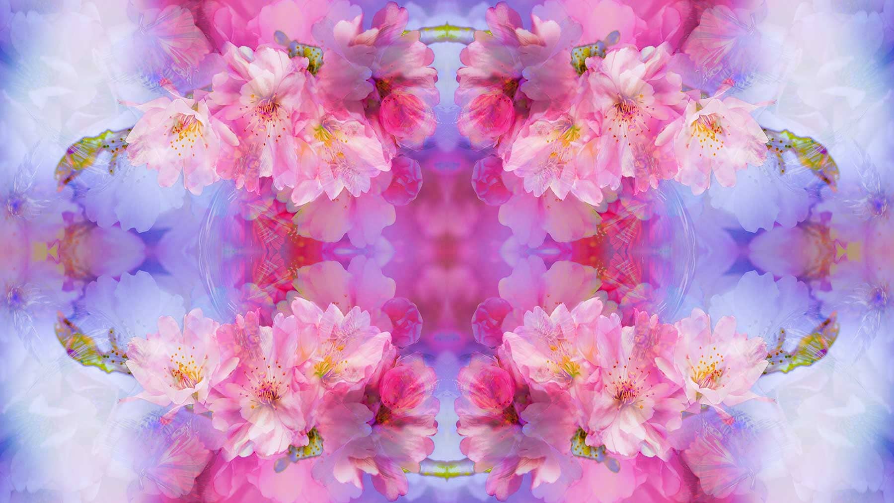 holy-kirschblueten-mariposa-2