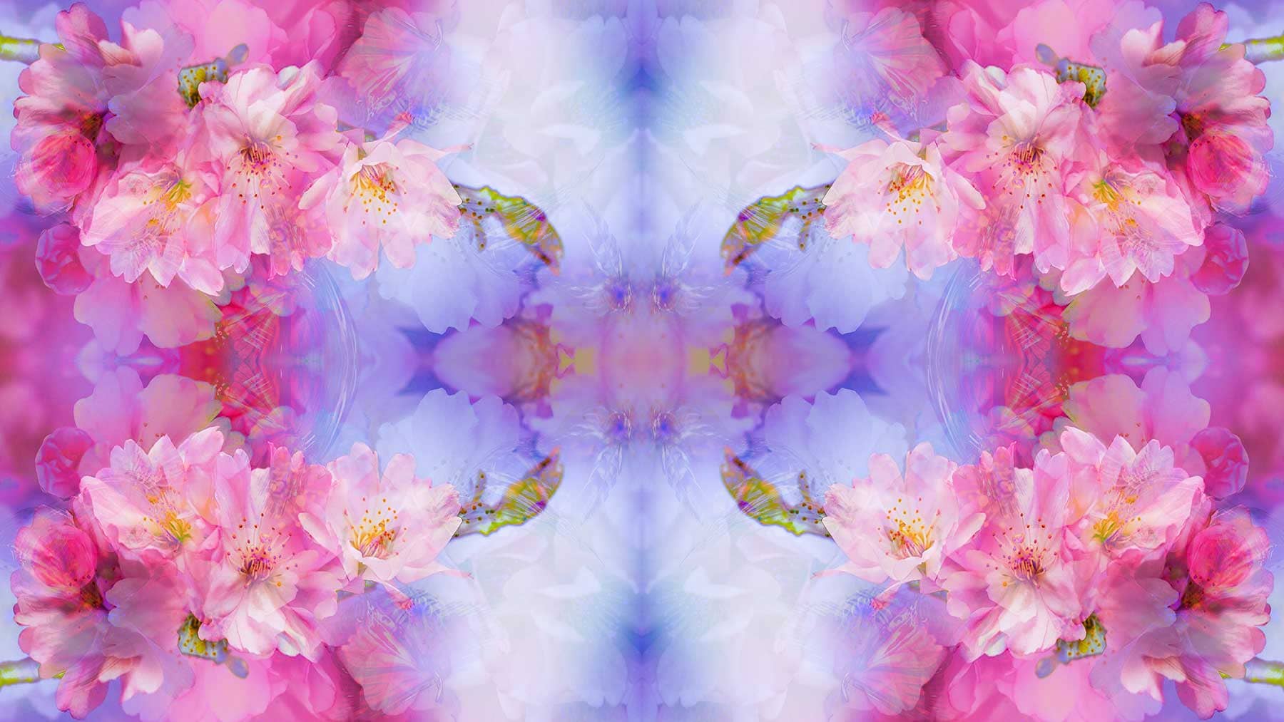 holy-kirschblueten-mariposa-3