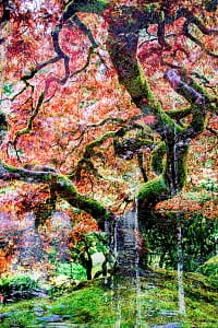 krumm-wald