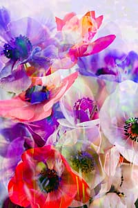 blossomslightpainting