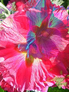 purple magenta blossom