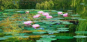 Monet Giverny Seerosen