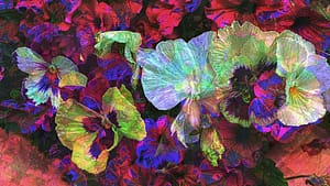 garda-veilchen-blossoms-red-magenta