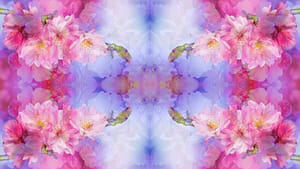 holy-kirschblueten-mariposa-3