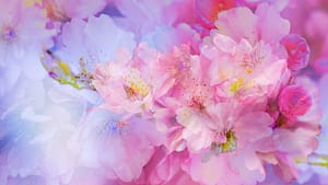 kirschblueten-colorfield-3