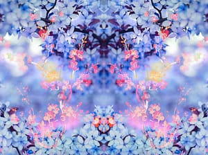 holy-kirschblueten-hanami