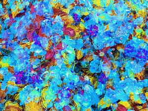 orvieto-bloom-blue