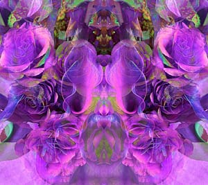 holy-orange-blossom-rose-purple