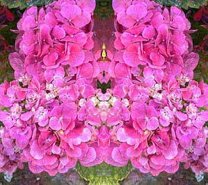 holy-orvieto-pink
