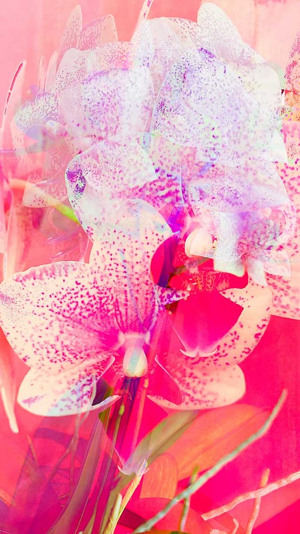 farbfeld-orchideen-2