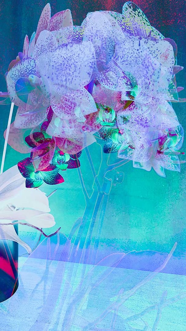 farbfeld-orchideen-3