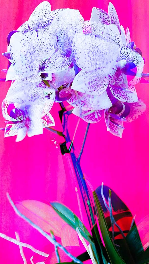 farbfeld-orchideen-4