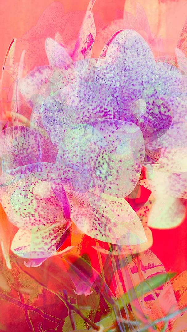 farbfeld-orchideen-5