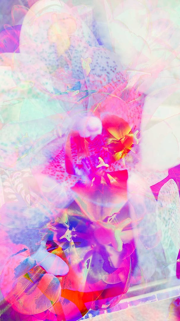 tulpen-orchideen