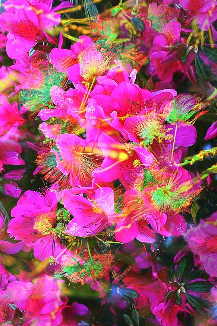 lesbos-blooms-purple