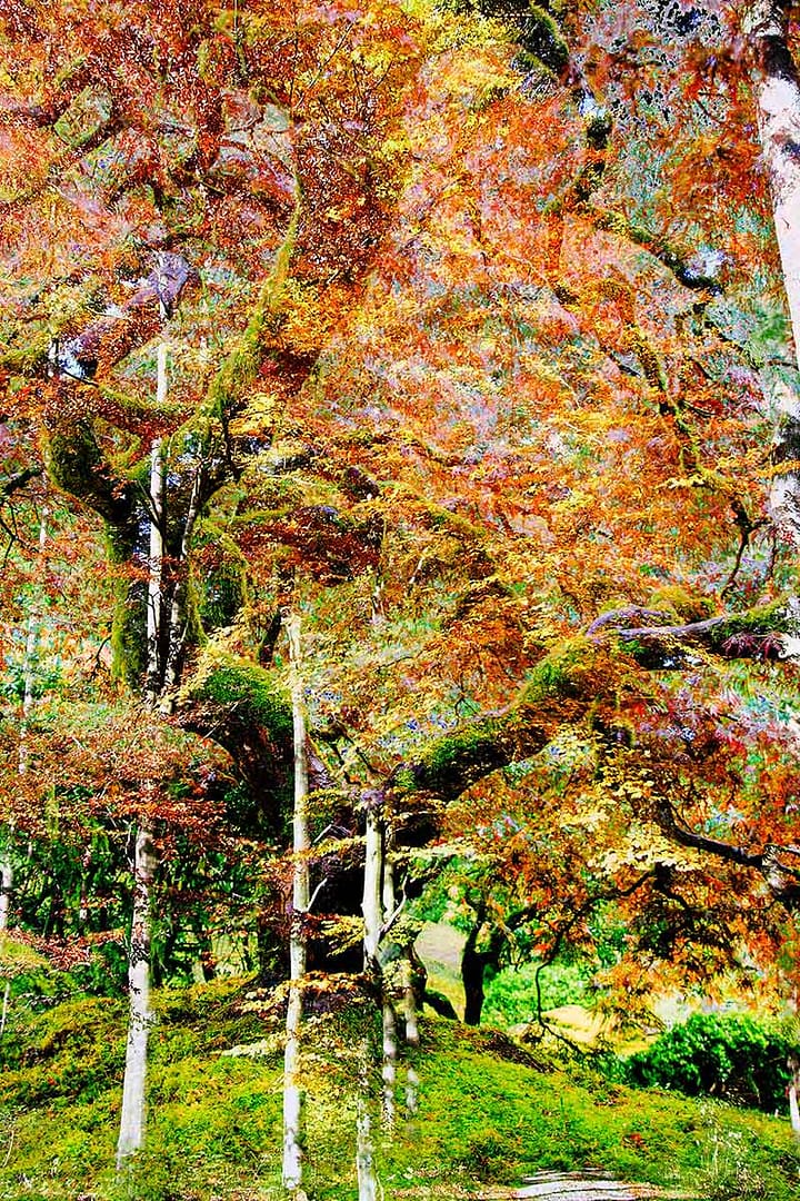 baeume-wald