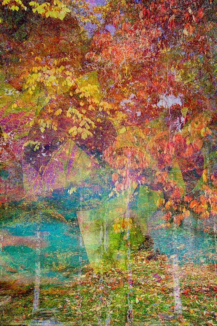 birken-bunt-wald