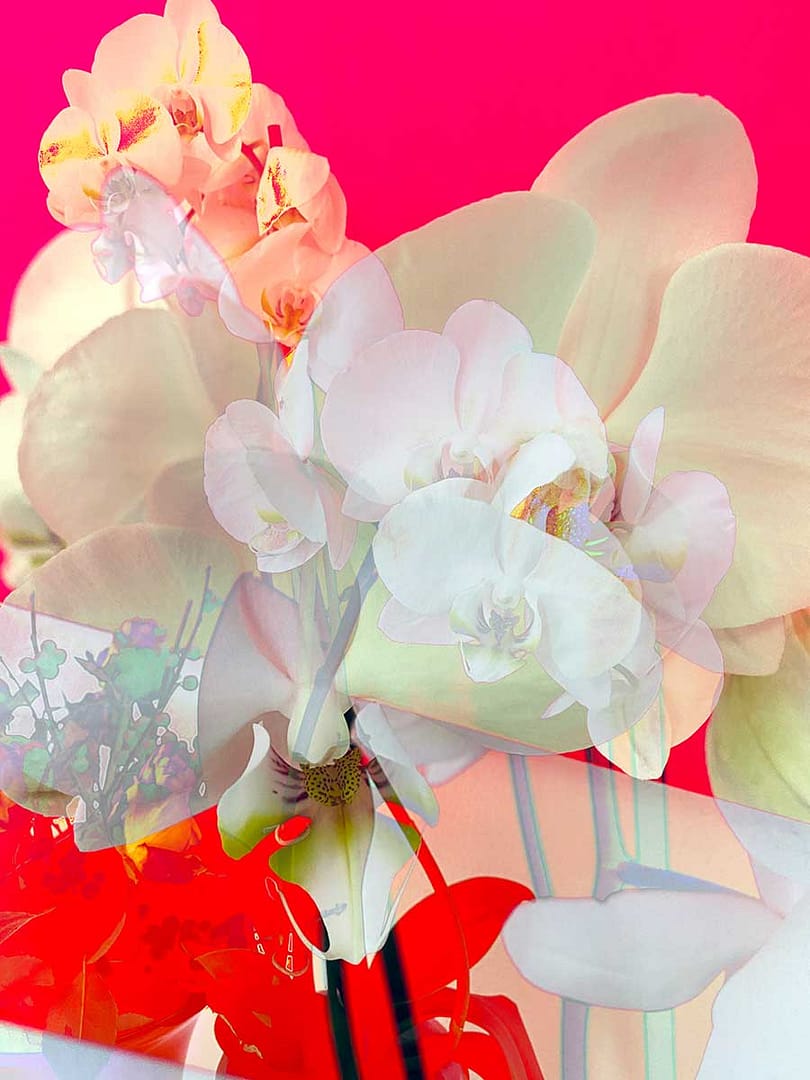 orchideen-pink-red