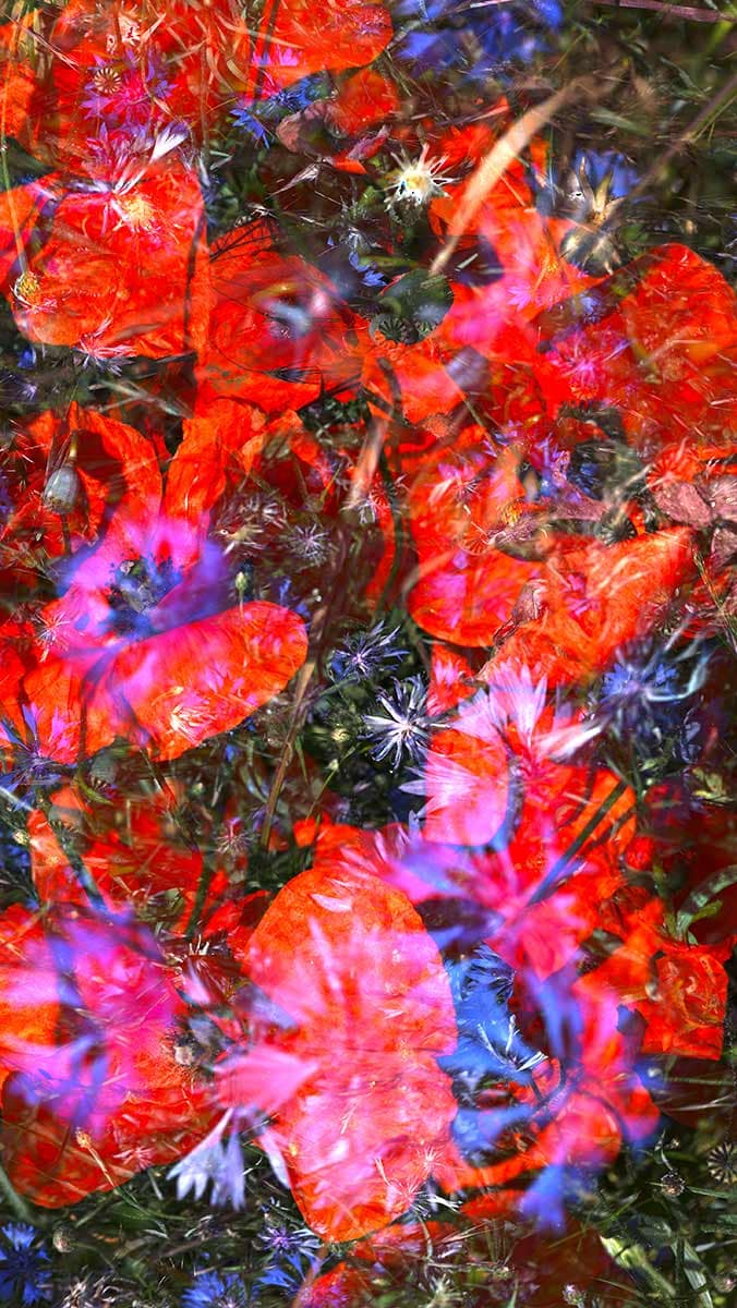 mohn-kornblumen-portraitit mohn-kornblumen-portraitit